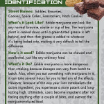 Edible Marijuana-front