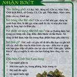 RACK-JTF-07V-Marijuana-Rack-Cd-VIETNAMESE-FLAG