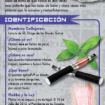 RACK-JTF-51S---Flakka-SPAN-FLAG