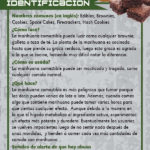 RACK-JTF-59S---Edible-Marijuana-SPAN-FLAG