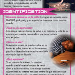 RACK-JTF-72S---Pink-U-47700--SPAN-FLAG